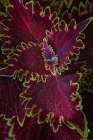 Coleus plant closeup. Art Print
